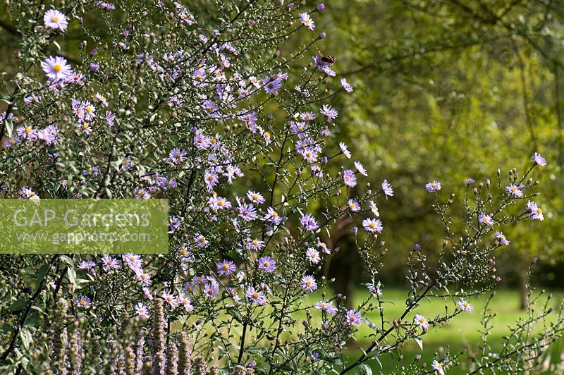 Aster laevis 'Calliope'