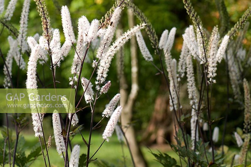 Actaea simplex 'Atropurpurea Group'. Sir Harold Hillier Gardens. UK