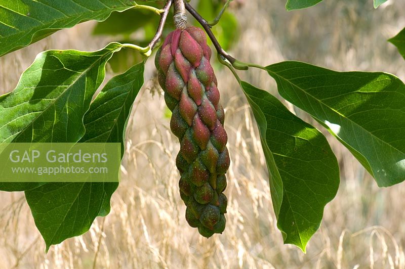 Magnolia 'Big Dude' - Seed pod. Sir Harold Hillier Gardens, UK. 