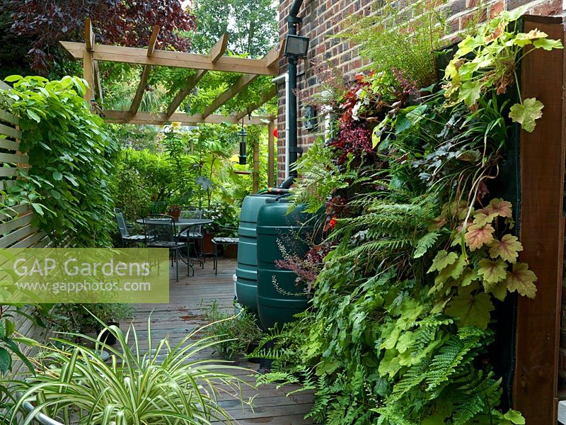 Narrow, shady side passage to city garden. Vertical garden of gravel boards. Plants include ferns, heuchera, heucherella, saxifrage, viola, spider plant, liriope.