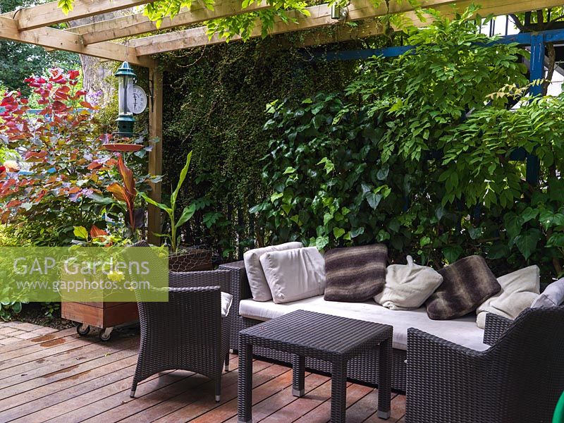 Sofa and chairs in shade of wisteria-clad pergola and living wall of foliage.
