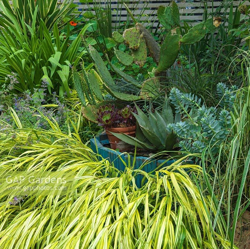 Hakonechloa macra, euphorbia and catmint edge raised bed with prickly pear cactus, agave and pot of sempervivum succulents.