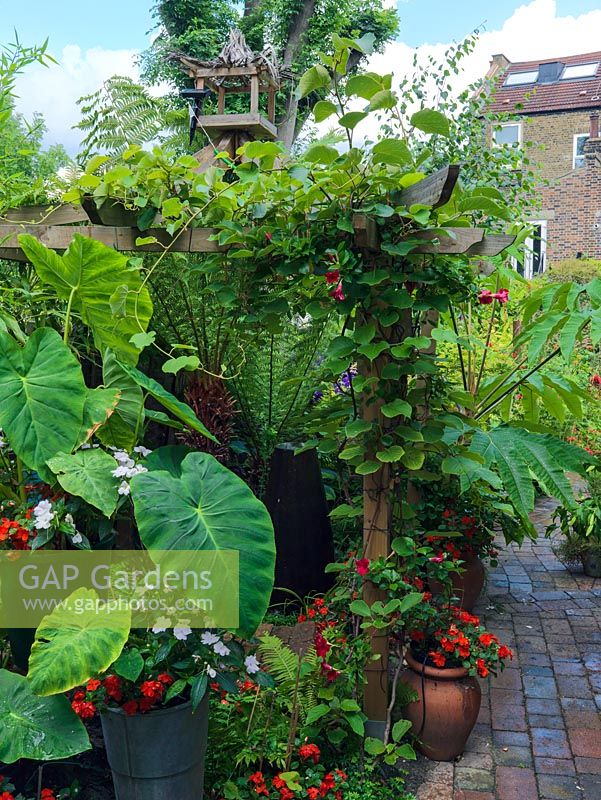 Tropical planting with huge leaves of Tetrapanax papyrifera Rex, Colocasia esculenta, tree ferns, begonias. On pergola - Lapageria rosea and kiwi.