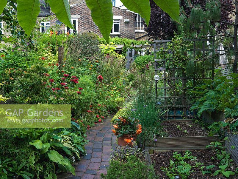 Path winds past borders, left - hosta, pieris, monarda, tithonia, canna, geum, helenium, garrya, catalpa, grasses, right - raised vegetable beds, begonia.