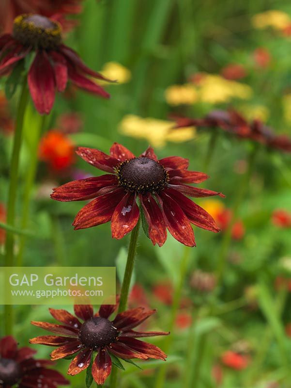 Rudbeckia hirta Cherry Brandy, a perennial with dark red, daisy-like flowers