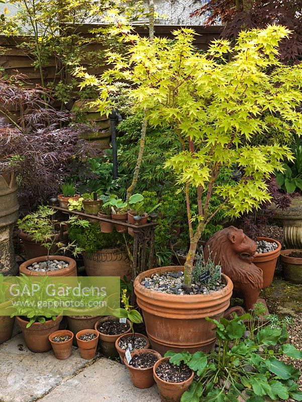 In small corner, collection of hostas and maples in pots, some in old iron umbrella stand turned pot holder. Acer palmatum Sango-kaku in big pot.
