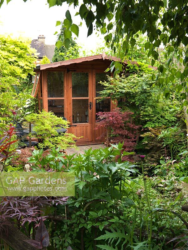 Summerhouse glimpsed over foliage, with pots of acers - Acer japonicum King's Copse and A. palmatum.