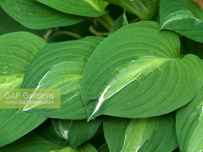 Hosta Striptease has puckered, mid green leaves with flashes down the middle.