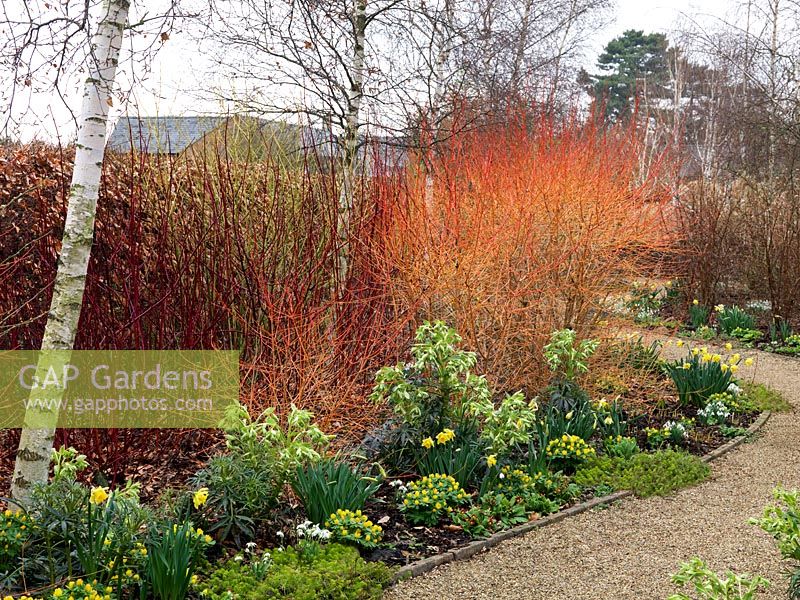 Winter garden. Silver birches and dogwood - Cornus sanguinea Midwinter Fire, C. alba Sibirica Variegata and Westonbirt. Snowdrop, daffodil, hellebore, primula, aconite.