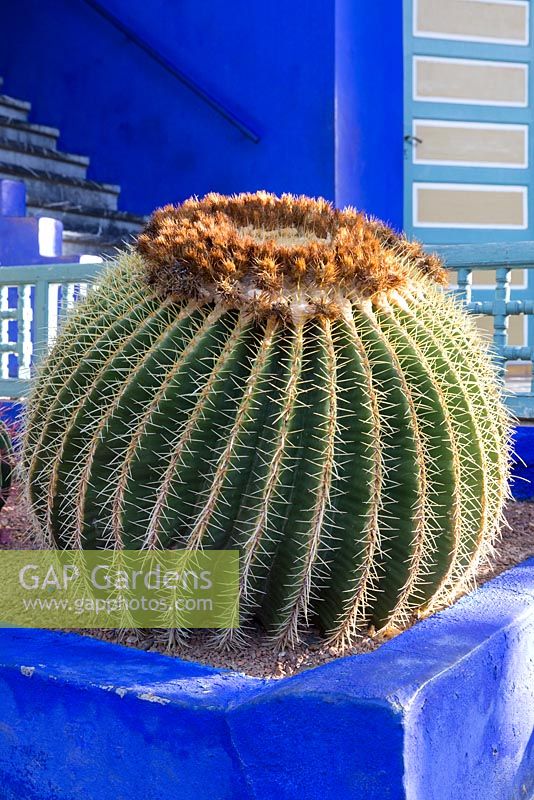 Barrel cactus growing in a blue painted raised bed in the Jardin Majorelle, Yves Saint Laurent garden 