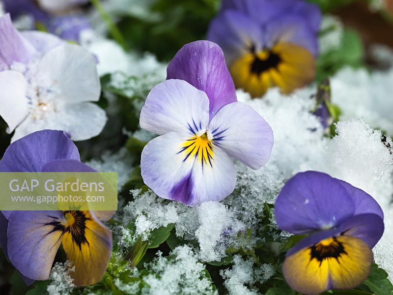 Viola used as winter bedding. 