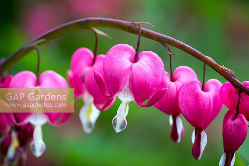 Lamprocapnos x spectabilis, bleeding heart, a herbaceous perennial flowering in spring.