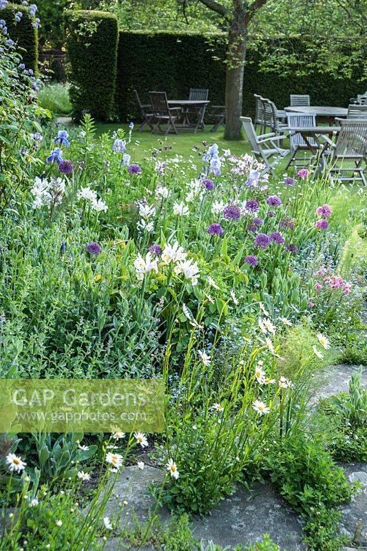 Border and paving beside Grade II Jacobean manor house is self seeded with lychnis, fennel, ox-eye daisies and forget-me-nots, plus irises and alliums, with seating area under tree beyond. King John's Nursery, Etchingham, East Sussex, UK