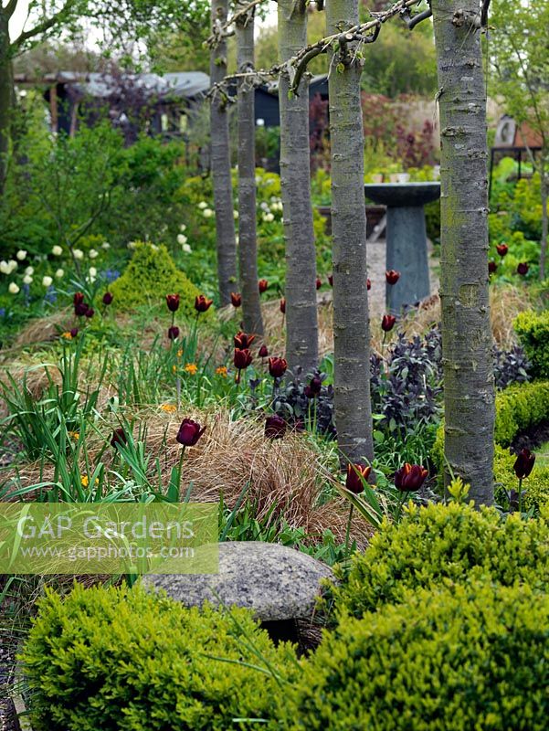 Line of pleached limes creates screen between path and main garden. Planted beneath, Carex comans 'Bronze' and Tulipa 'Abu Hassan'.