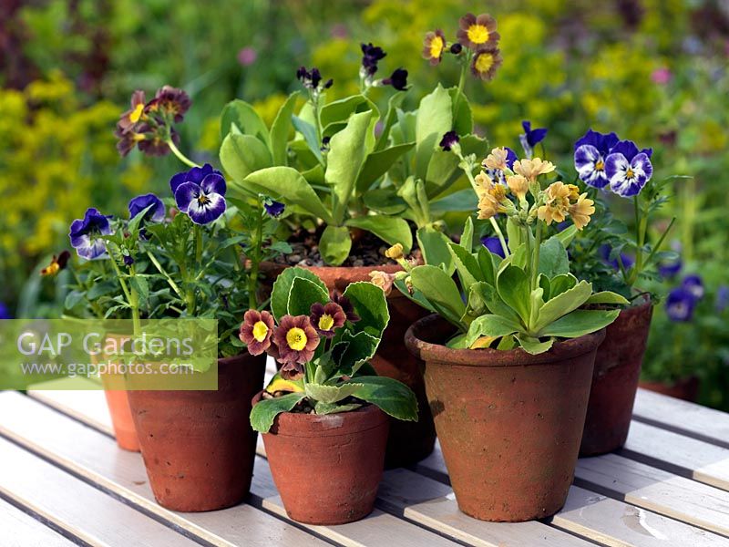 Terracotta pots planted with auriculas and violas.