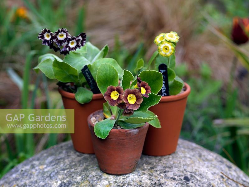 Terracotta pots planted with auriculas, perched on old staddlestone.
