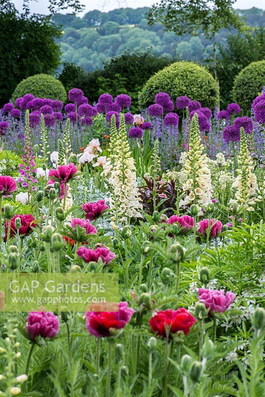 An early summer mixed border with planting including Allium 'Purple Sensation', Nepeta 'Six Hill's Giant', Papaver 'Patty's Plum' with Digitalis 'Giant Spotted' and 'Excelsior'. 