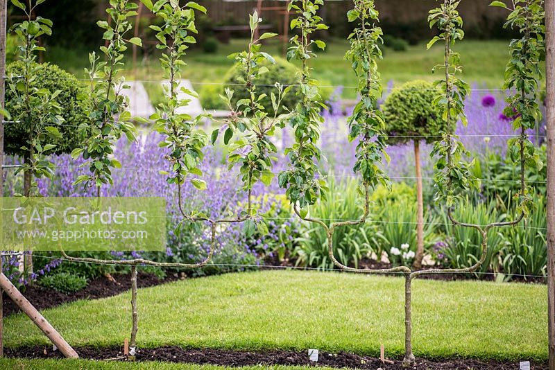 Espaliered fruit trees, behind a haze of blue catmint.