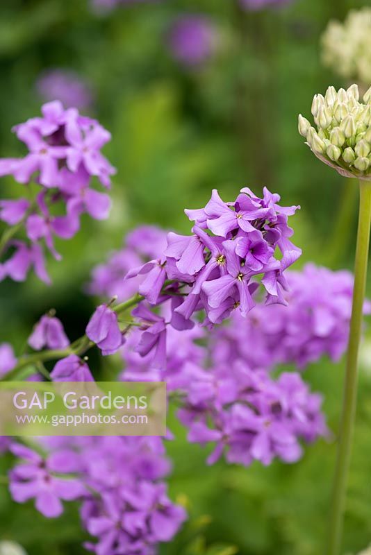 Hesperis matronalis, sweet rocket, a self-seeding perennial or biennial