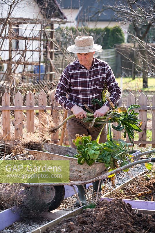 Early spring preparation of vegetable beds. Man pulling old plants to clear the bed.