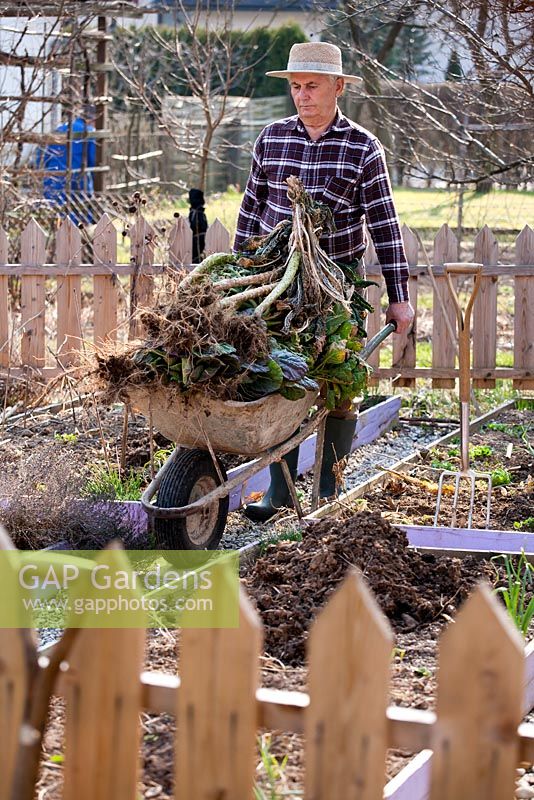Early spring preparation of vegetable beds. Man pushing wheelbarrow full of pulled plants for composting.