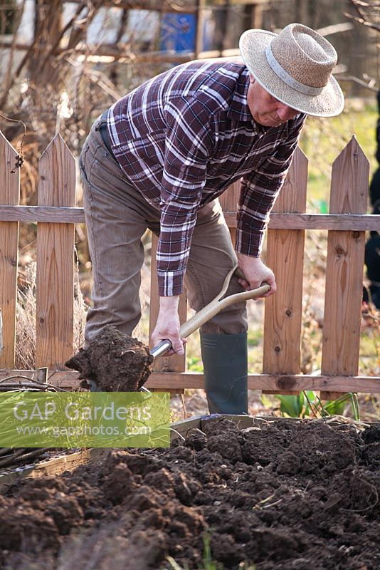 Early spring preparation of vegetable beds. Forking.