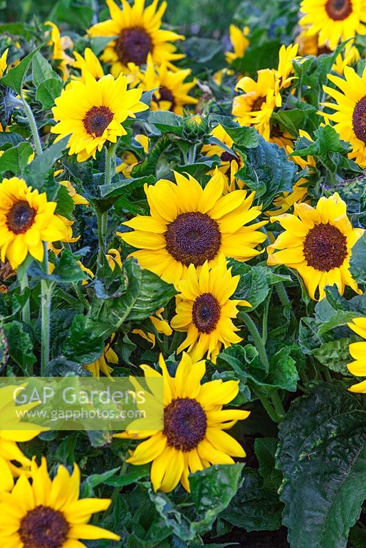 Helianthus annuus 'EOS' - Sunflowers