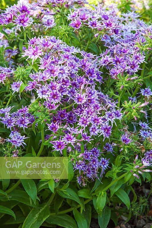 Phlox 'Popstars Blue'