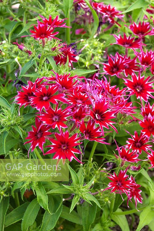 Phlox Popstars Bright Rose 