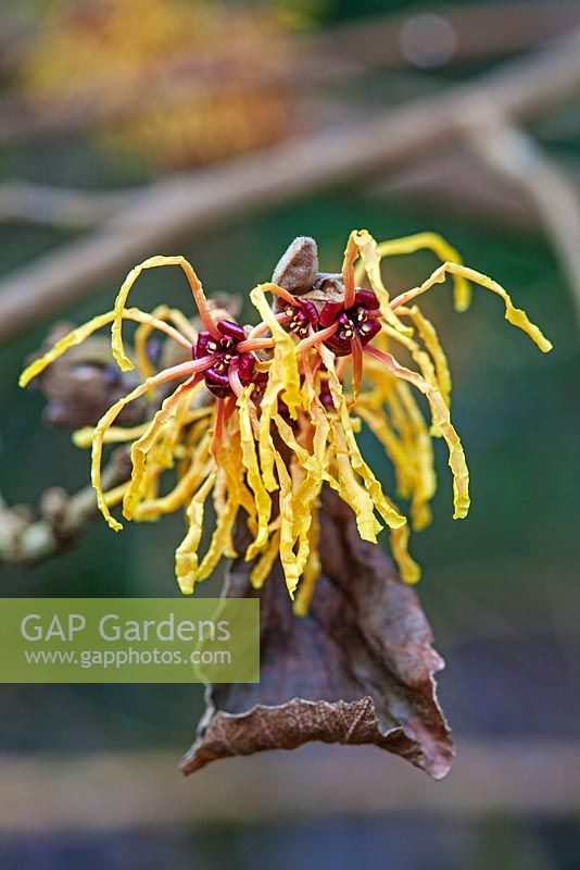 Hamamelis x intermedia 'Vesna'