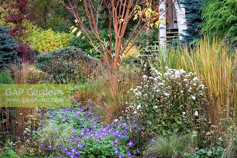 Geranium 'Rozanne' in mixed Autumn border at Foggy Bottom, Bressingham Gardens.