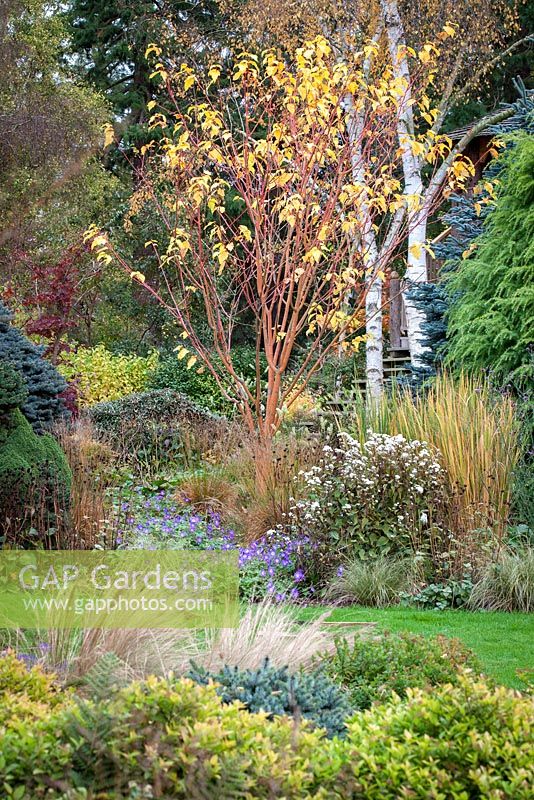 Geranium Rozanne in mixed Autumn border at Foggy Bottom, Bressingham Gardens.