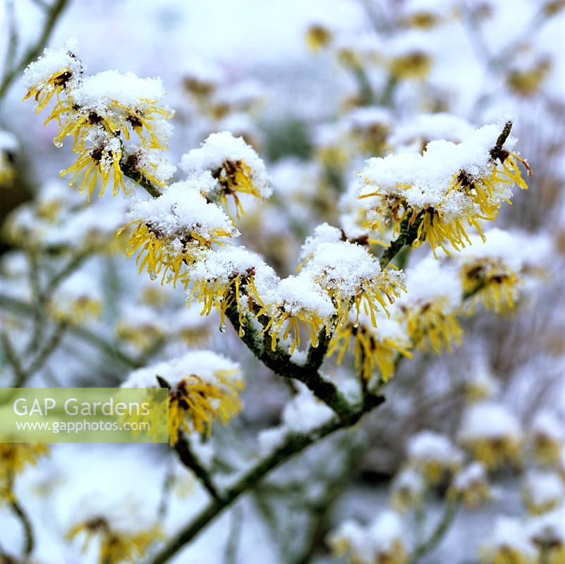 Hamamelis x intermedia Pallida, a golden witch hazel sprinkled with snow.