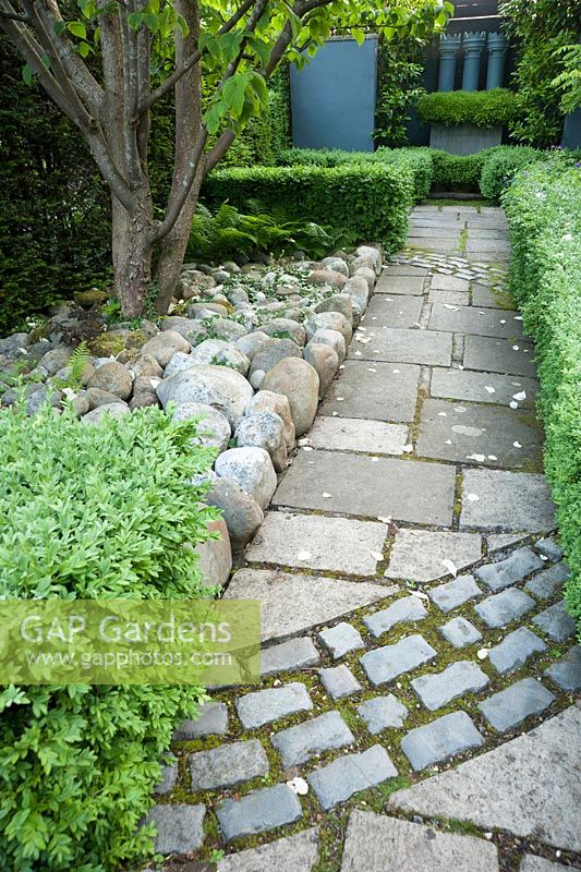 Path with curving inset, leads past a Davidia involucrata, the pocket handkerchief tree, mulched with large pebbles, toward three grey painted chimney pots with a skirt of small leaved box, Buxus microphylla, set into a steel container. 
