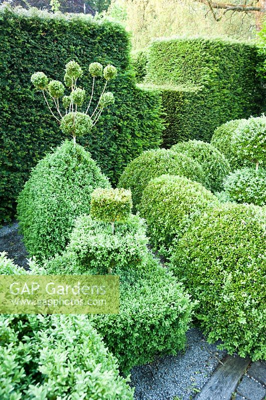 Topiary garden filled with low clipped box bushes surrounded by yew hedges. 