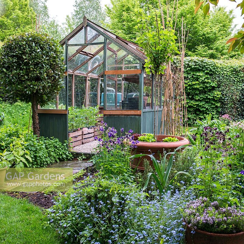 A wooden framed greenhouse in spring vegetable garden, with a clipped standard bay tree in front.