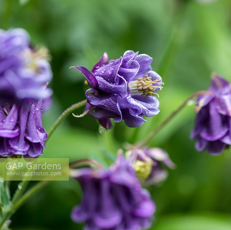 Aquilegia vulgaris, Granny's Bonnets or Columbine, a self-seeding perennial that produces a huge variety of different flowers.