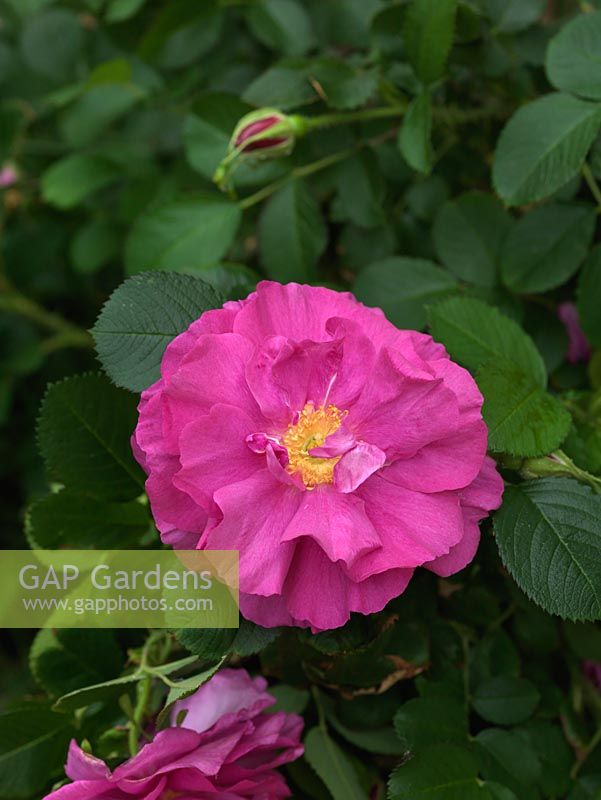 Rosa rugosa 'Roseraie de L'Hay'