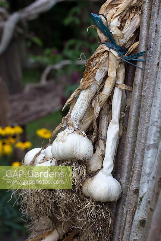 Garlic bulbs, tied and hung up to dry