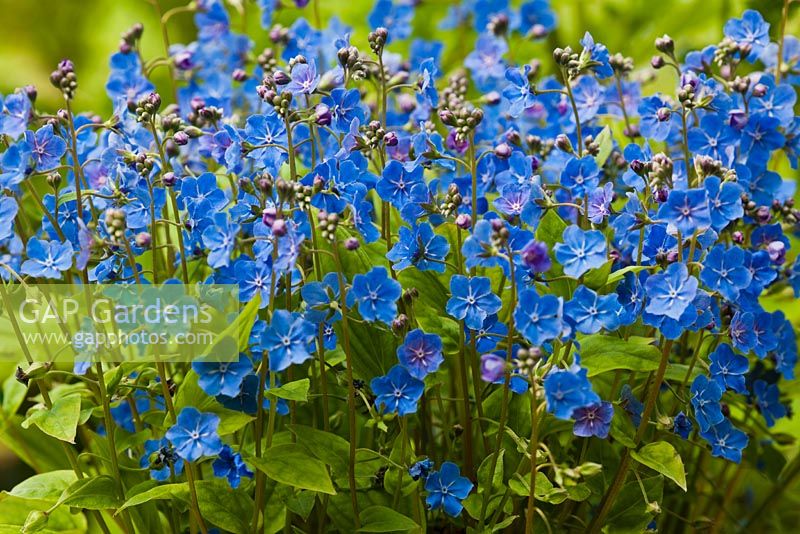 Omphalodes cappadocica 'Cherry Ingram' - navelwort 