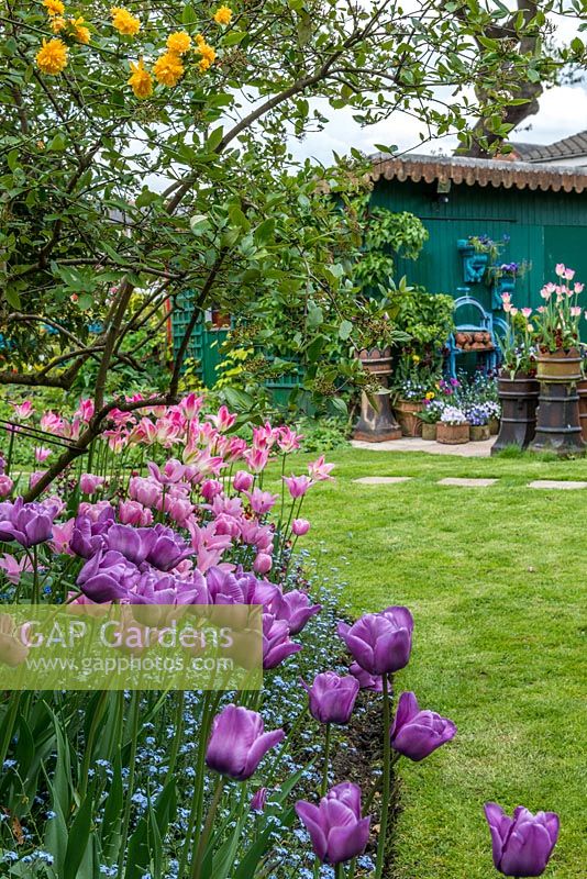 A spring border with Tulipa 'Blue Aimable', 'Esther', 'Florosa' and 'China Pink' underplanted with forget-me-nots and stocks. 