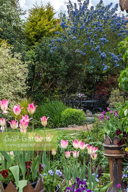 View through Tulipa 'Florosa' to a seating area beneath a Ceanothus arboreus 'Trewithen Blue'.