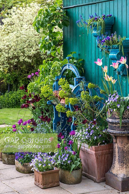 An old iron mangle, painted blue forms a focal point in an arrangement of pots of violas, forget-me-nots and euphorbia, Tulipa 'Black Parrot' and 'Blue Parrot'.
