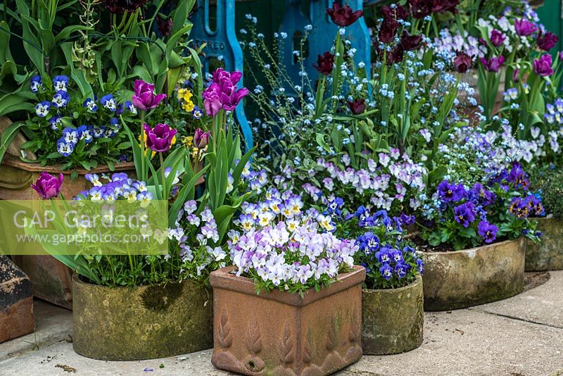Arrangement of pots of violas and forget-me-nots planted with Tulipa 'Black Parrot' and 'Blue Parrot'.