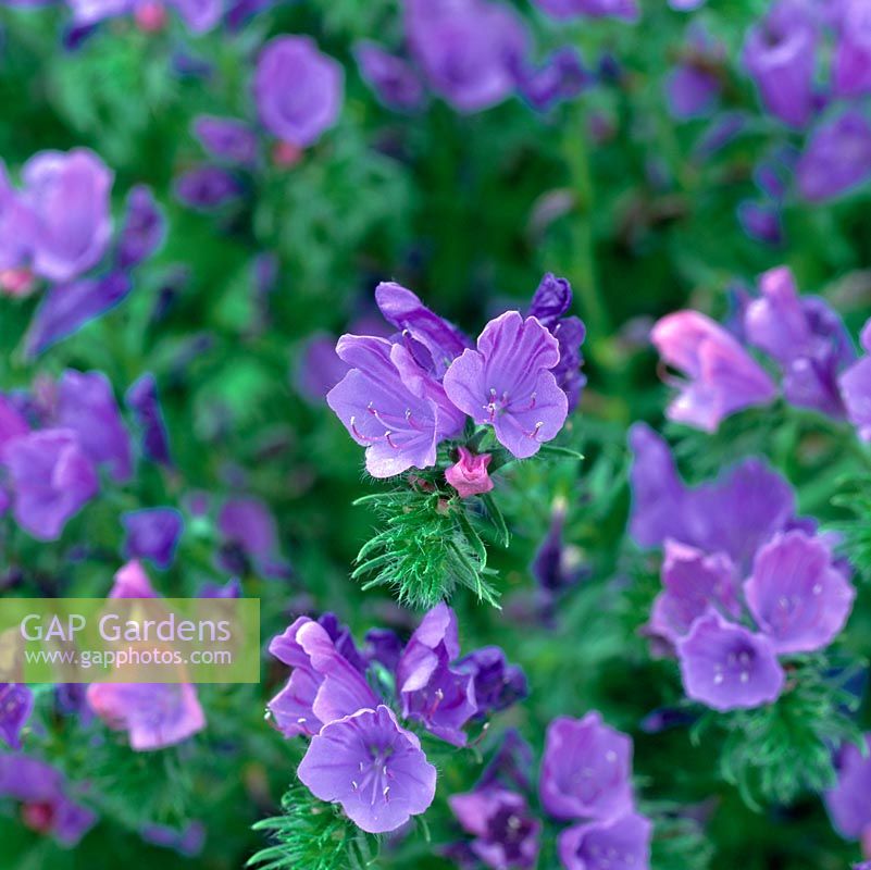 Echium plantagineum - a hardy annual, grown commercially for in anti-wrinkle creams.