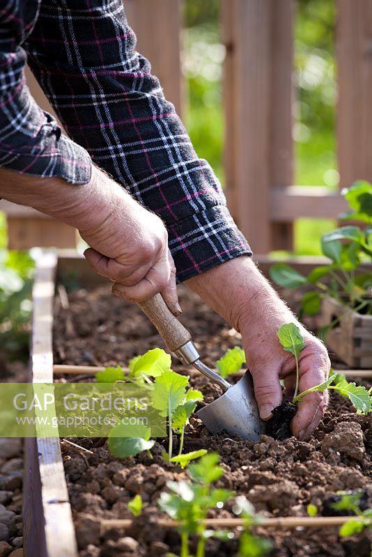 Man planting swedes.