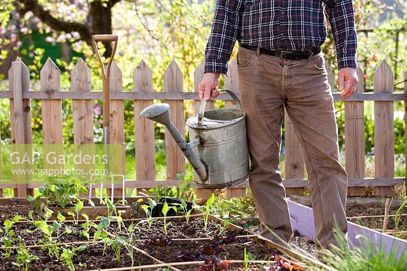 Man with a watering can. Raised beds with recently planted vegetable seedlings in spring garden. 