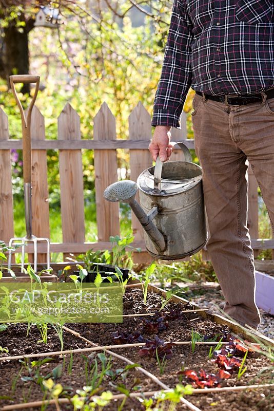 Man with a watering can. Raised beds with recently planted vegetable seedlings in spring garden. 