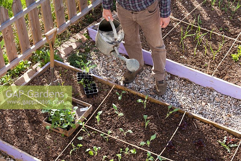 Aerial view of man with a watering can. Raised beds with recently planted vegetable seedlings in spring garden. 