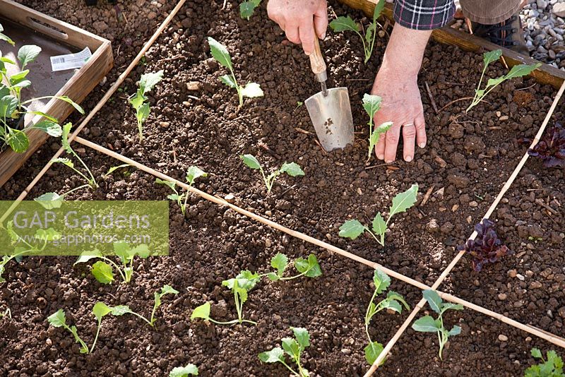 Man planting kohlrabi. Firm in.